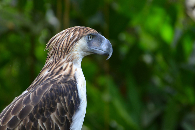 絶滅危惧種の鳥