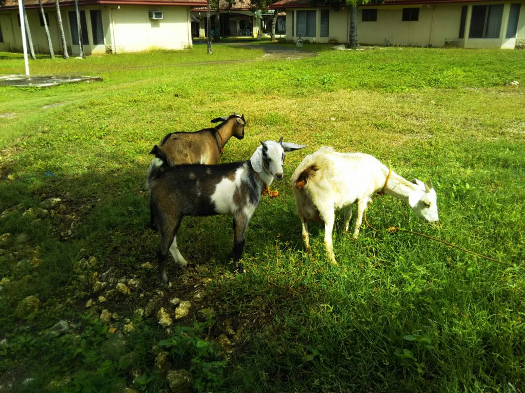 ELSAで飼われているヤギたち。
