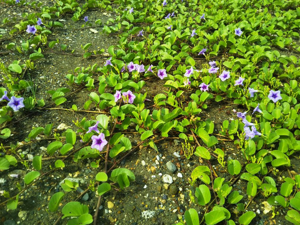 浜辺にはきれいなお花の姿も！